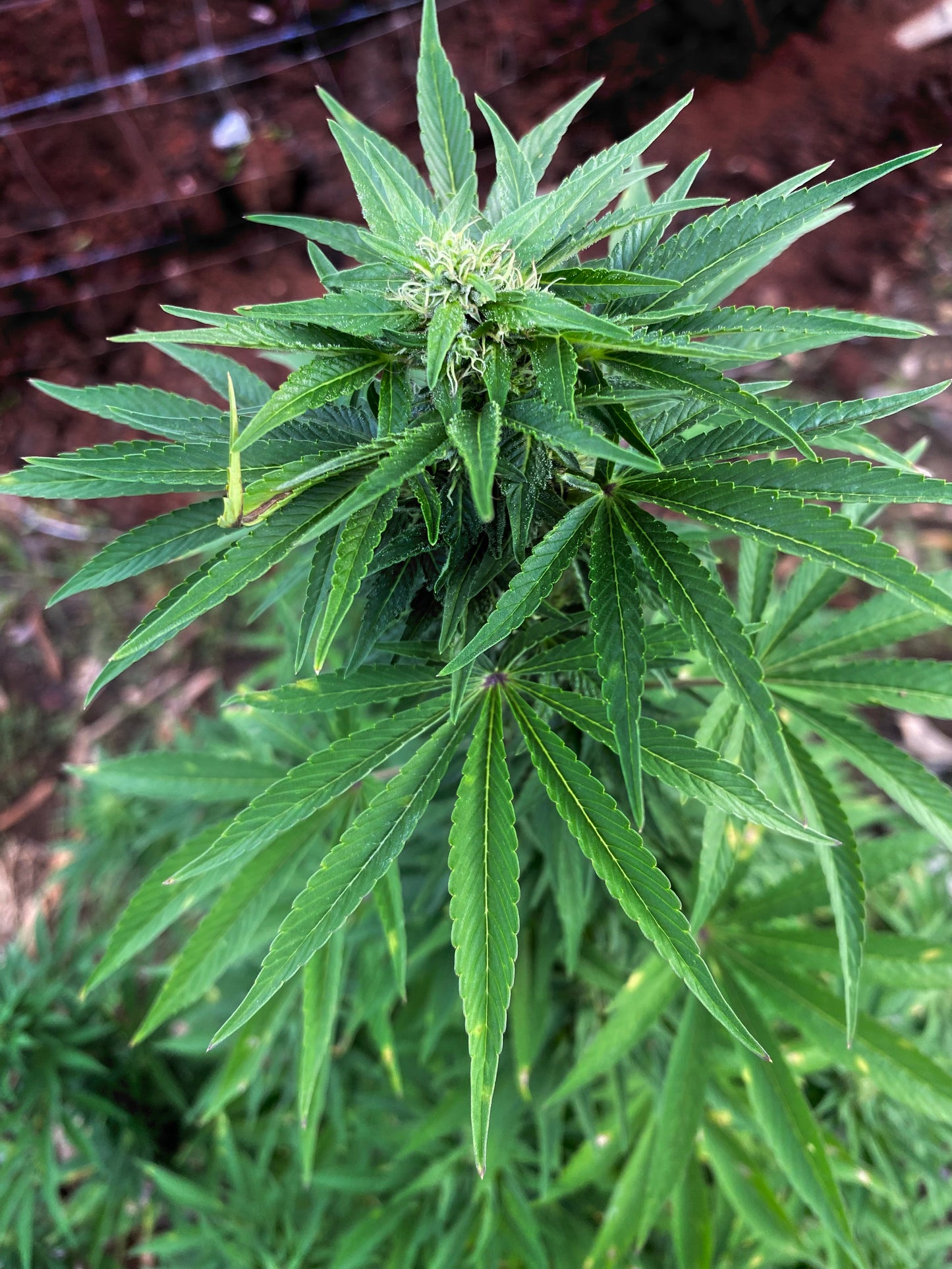 3-in-1 Bamboo Rafting + Limestone Foot Massage + Weed Farm 🍃 + Rick’s Café Experience. (Transportation MUST
be purchased if this is for a solo traveler as this is a multi-location excursion)..Free
Transportation provided ONLY
for groups of two or more.)