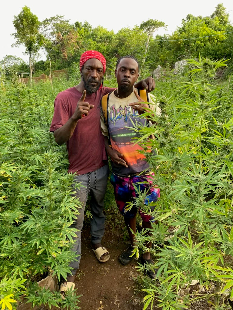 3-in-1 Bamboo Rafting + Limestone Foot Massage + Weed Farm 🍃 + Rick’s Café Experience. (Transportation MUST
be purchased if this is for a solo traveler as this is a multi-location excursion)..Free
Transportation provided ONLY
for groups of two or more.)