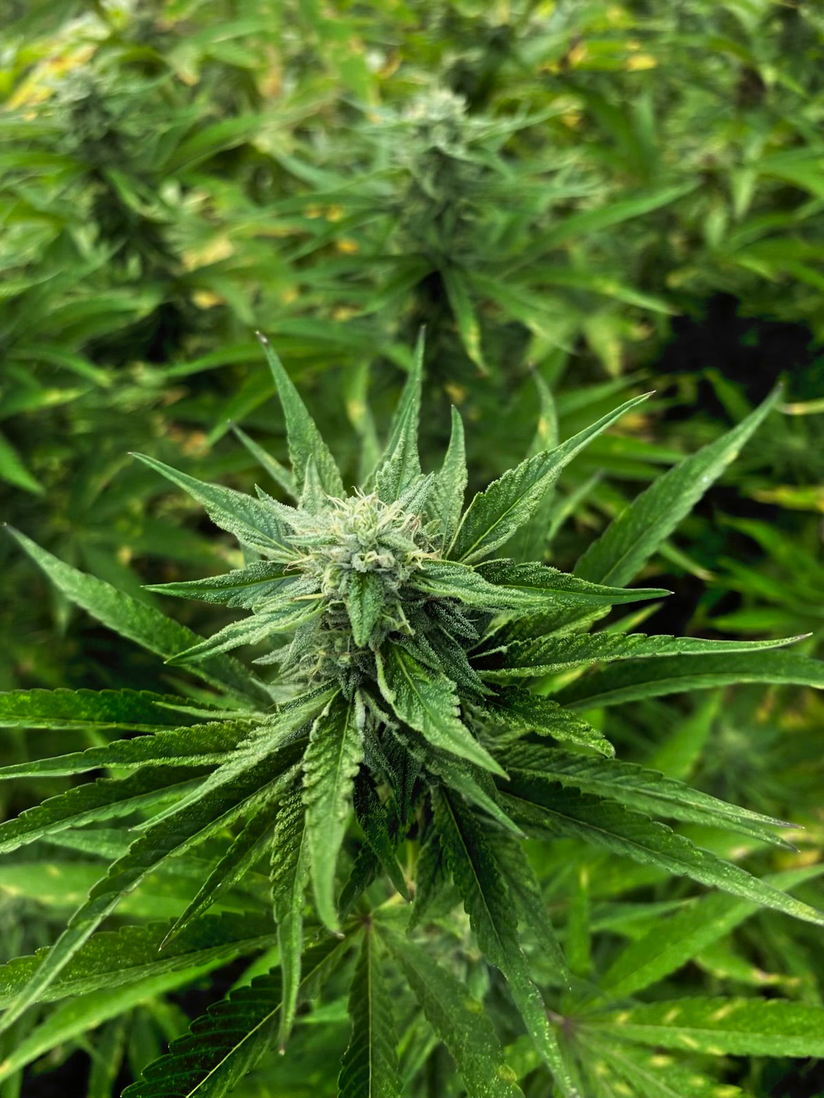 3-in-1 Bamboo Rafting + Limestone Foot Massage + Weed Farm 🍃 + Rick’s Café Experience. (Transportation MUST
be purchased if this is for a solo traveler as this is a multi-location excursion)..Free
Transportation provided ONLY
for groups of two or more.)