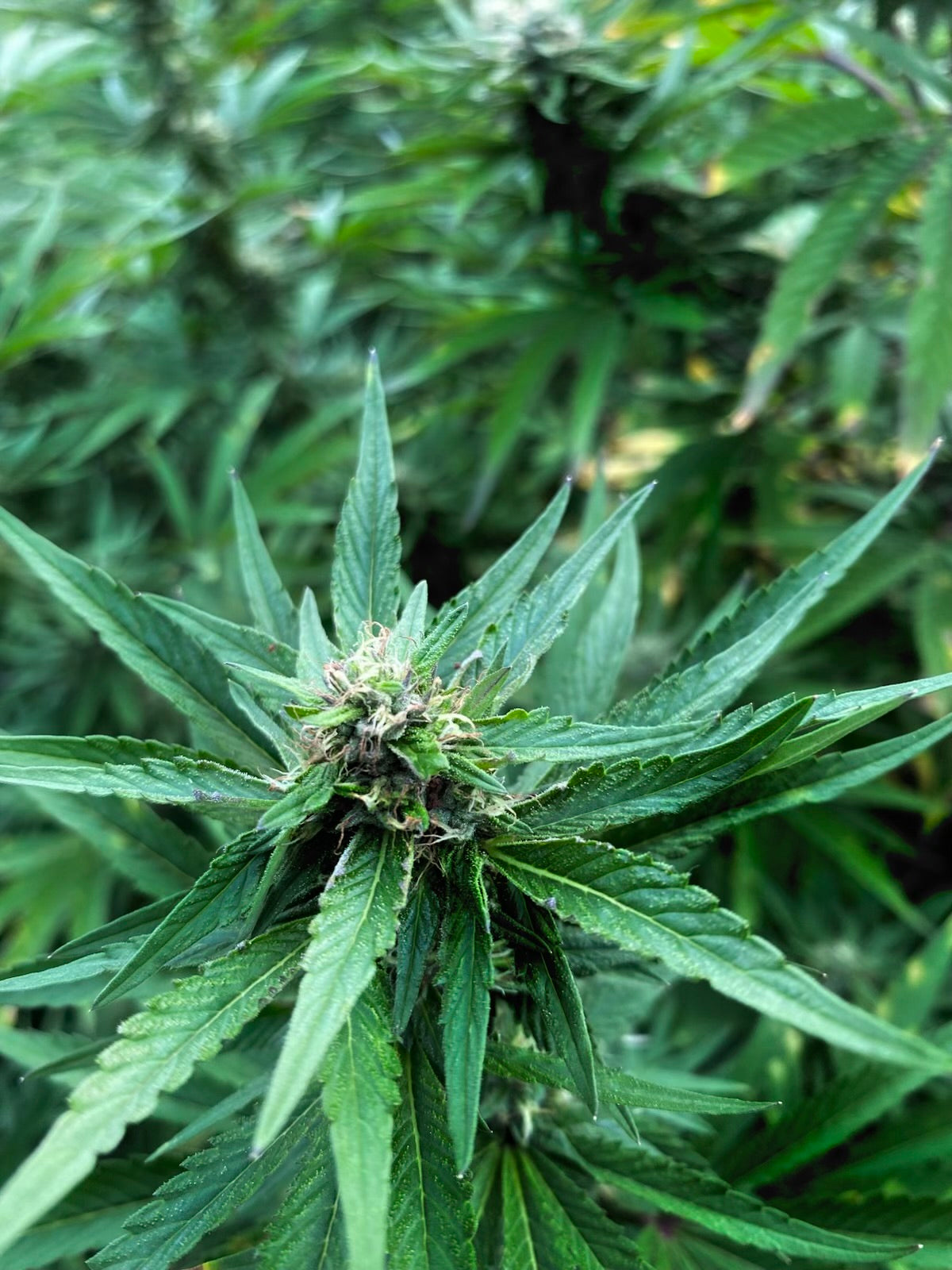 3-in-1 Bamboo Rafting + Limestone Foot Massage + Weed Farm 🍃 + Rick’s Café Experience. (Transportation MUST
be purchased if this is for a solo traveler as this is a multi-location excursion)..Free
Transportation provided ONLY
for groups of two or more.)