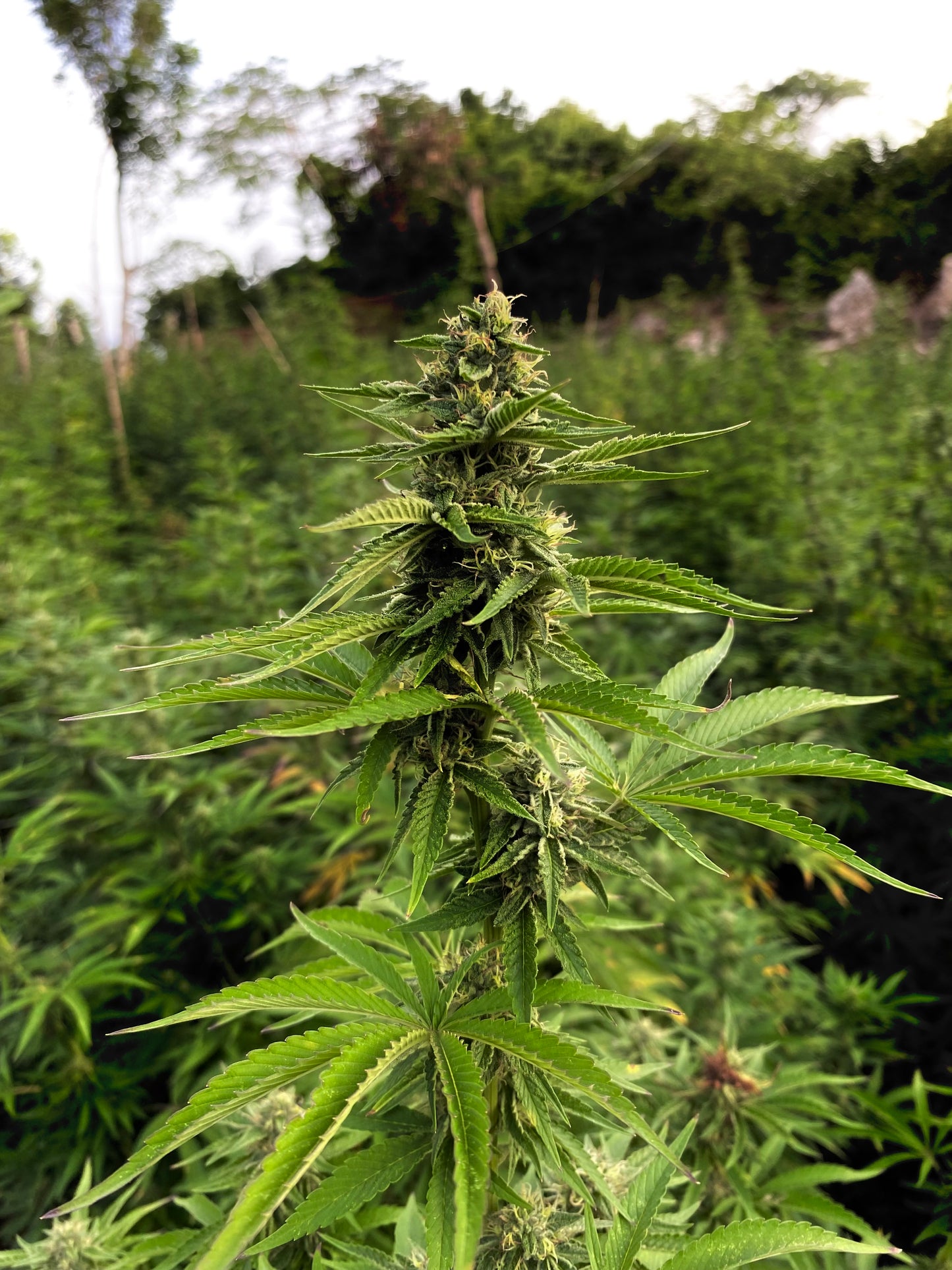 3-in-1 Bamboo Rafting + Limestone Foot Massage + Weed Farm 🍃 + Rick’s Café Experience. (Transportation MUST
be purchased if this is for a solo traveler as this is a multi-location excursion)..Free
Transportation provided ONLY
for groups of two or more.)